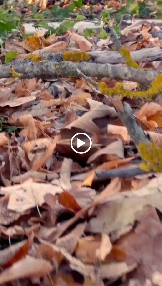 Images MWF DEDEKTÖR - Gold And Metal Detectors - أجهزة كشف الذهب والمعادن