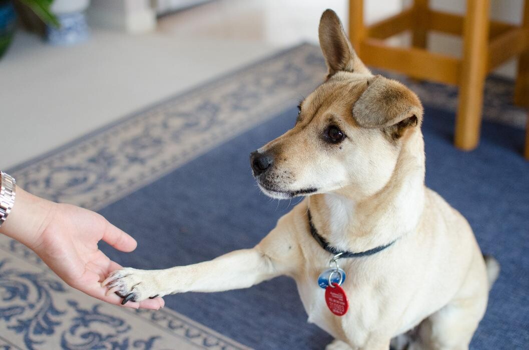 Images StayWildDog Training