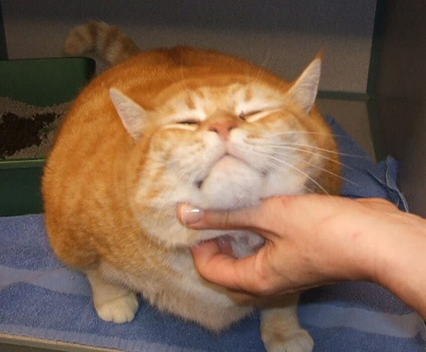 Images Cat Care of Vinings