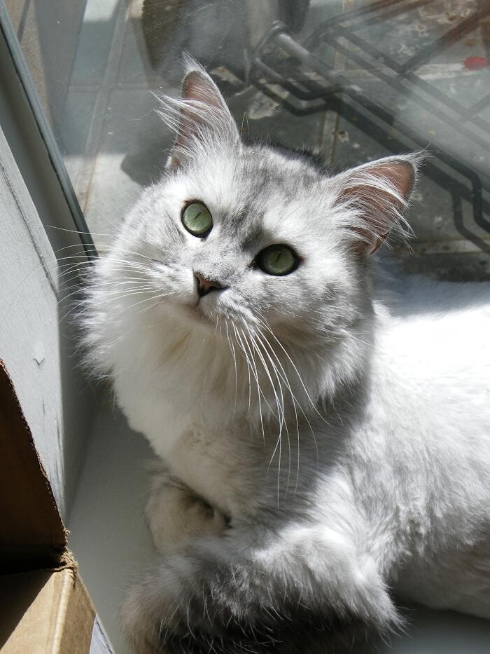 Images Cat Care of Vinings