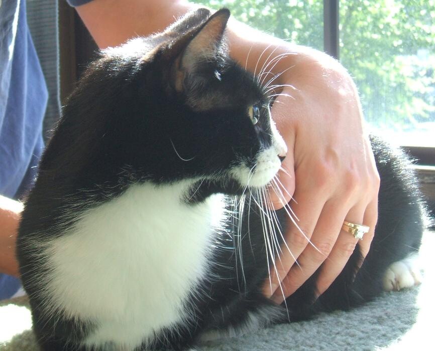 Images Cat Care of Vinings