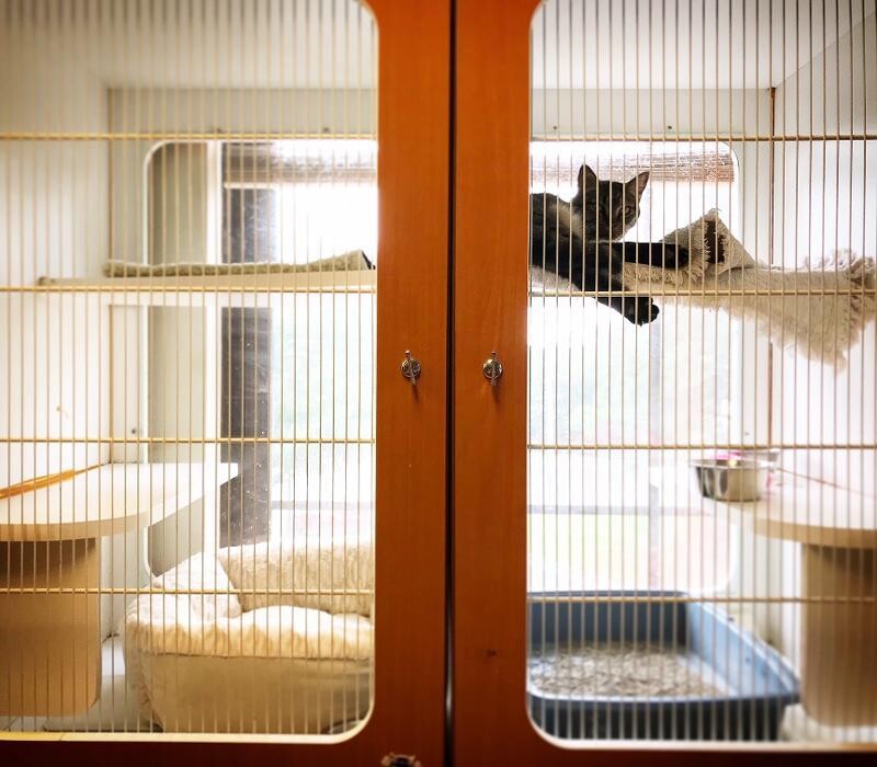 Images Cat Care of Vinings