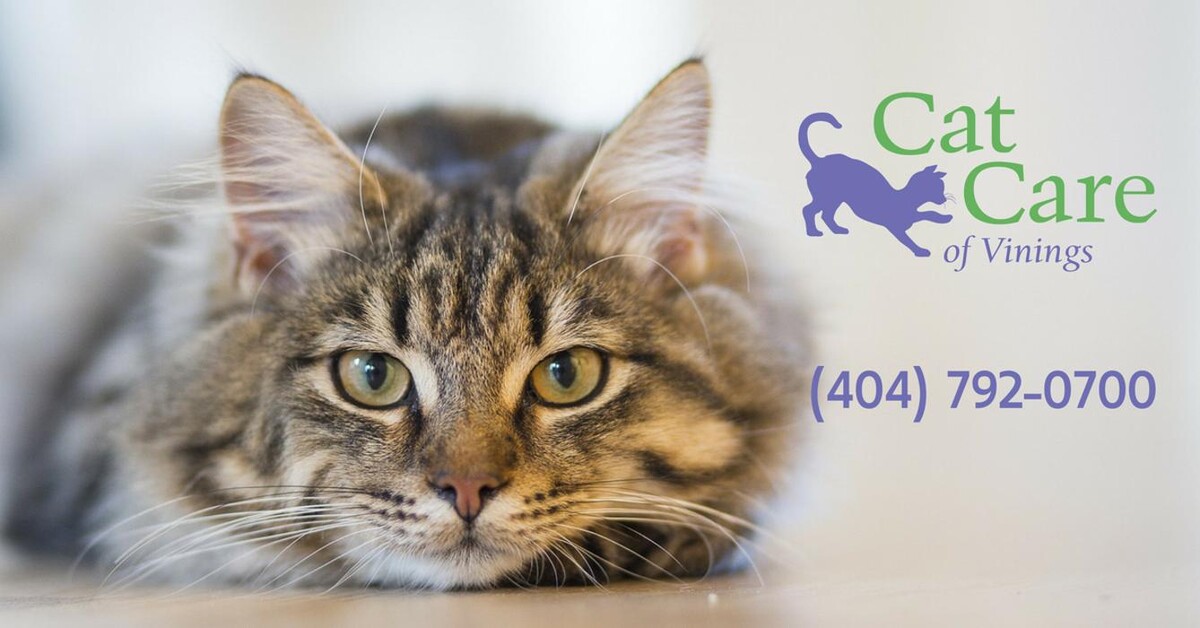 Images Cat Care of Vinings