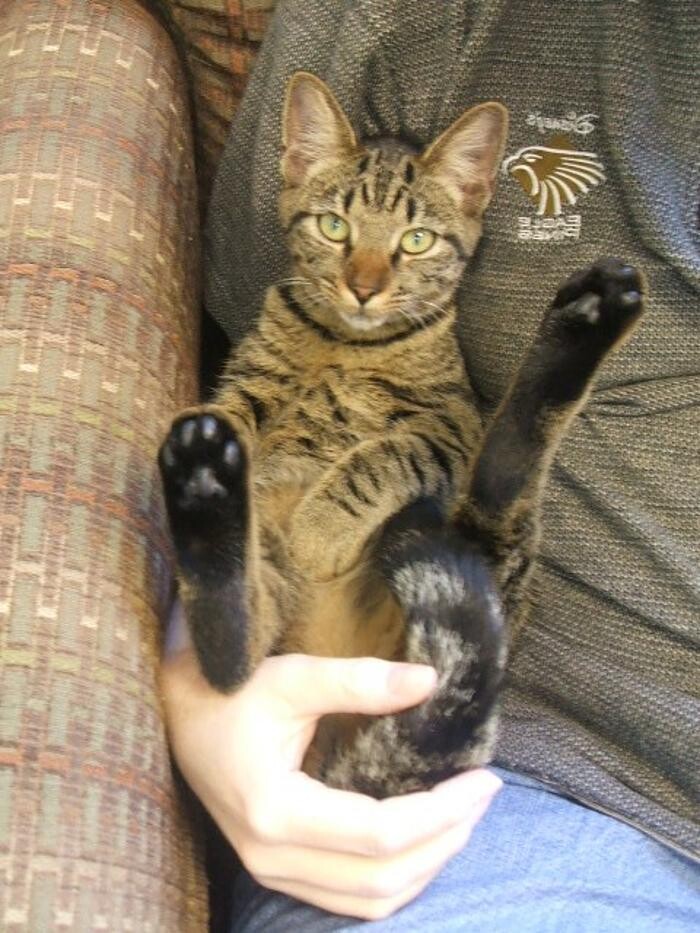 Images Cat Care of Vinings