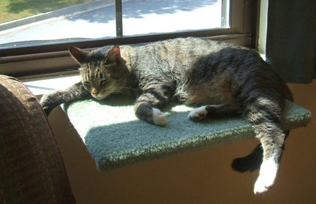 Images Cat Care of Vinings