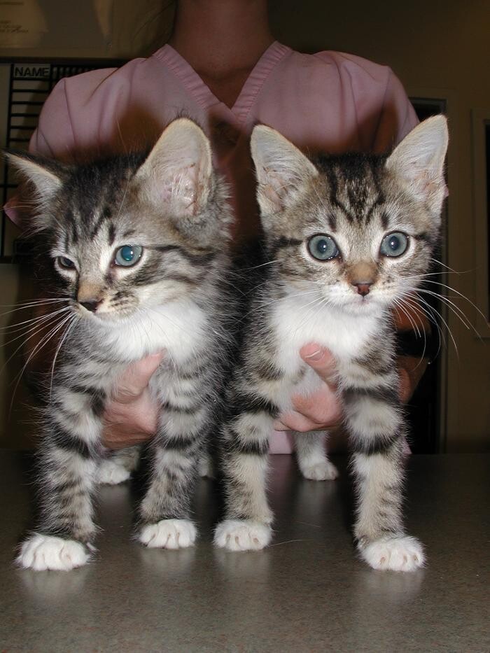 Images Cat Care of Vinings