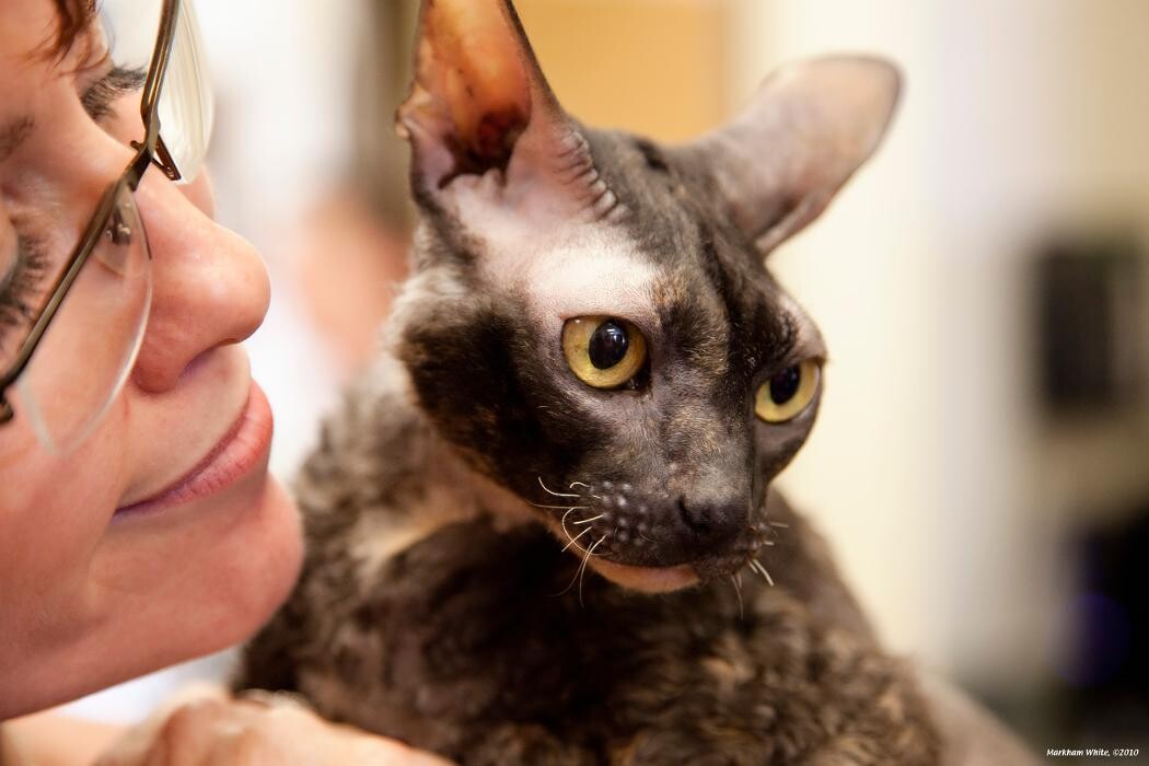 Images Cat Care of Vinings