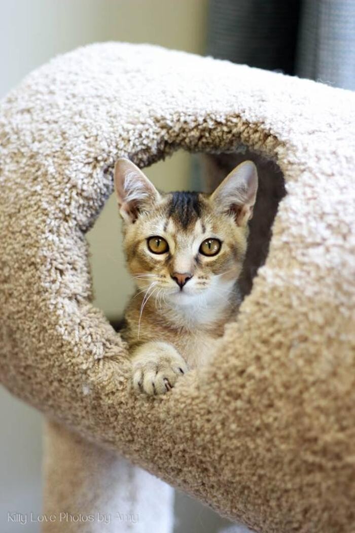 Images Cat Care of Vinings