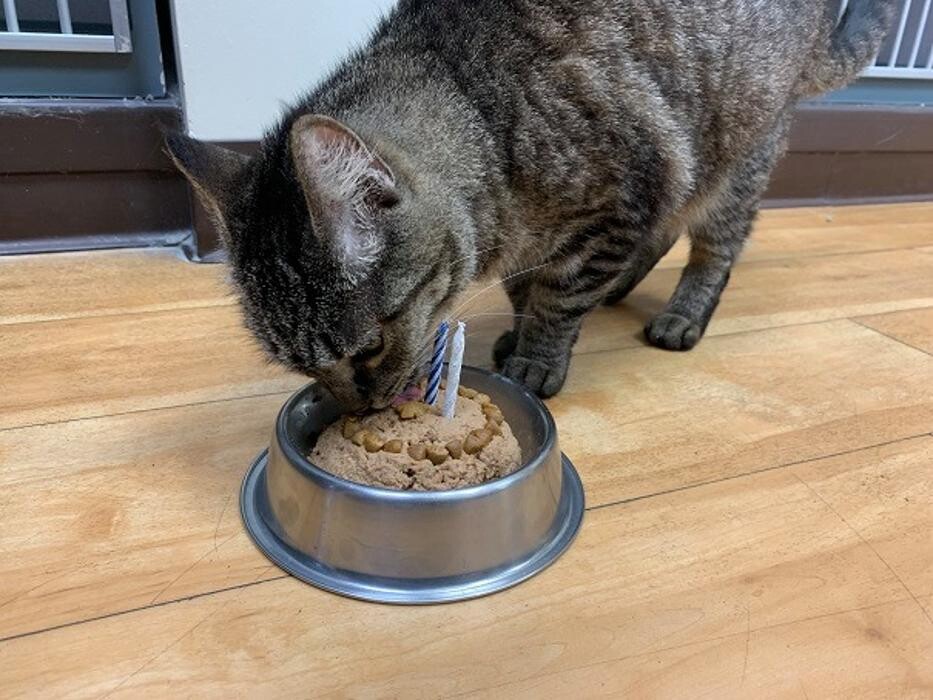 Images Cat Care of Vinings