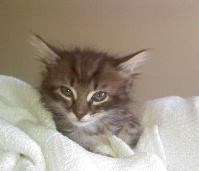 Images Cat Care of Vinings