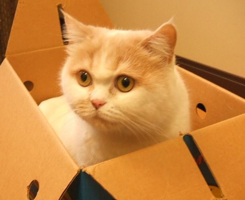 Images Cat Care of Vinings