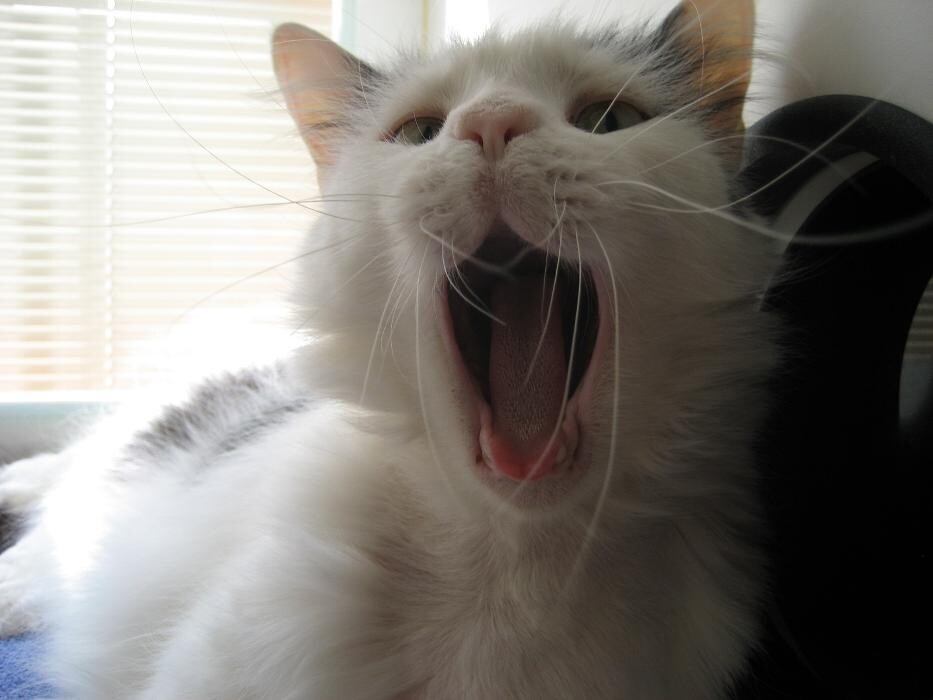 Images Cat Care of Vinings