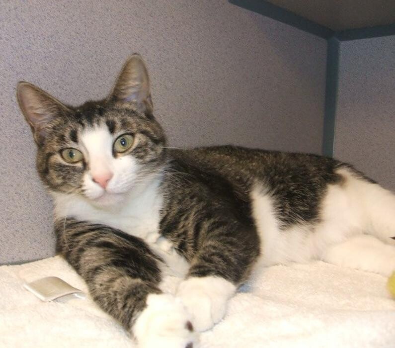 Images Cat Care of Vinings