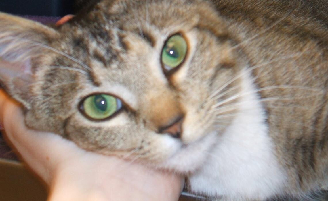 Images Cat Care of Vinings