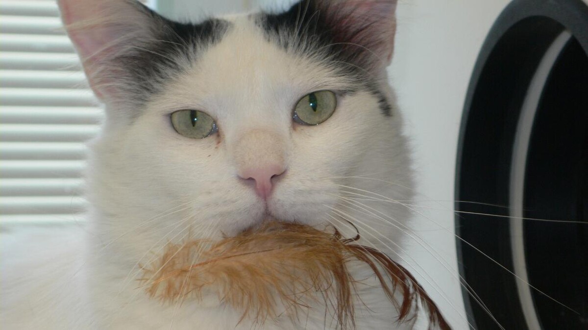 Images Cat Care of Vinings