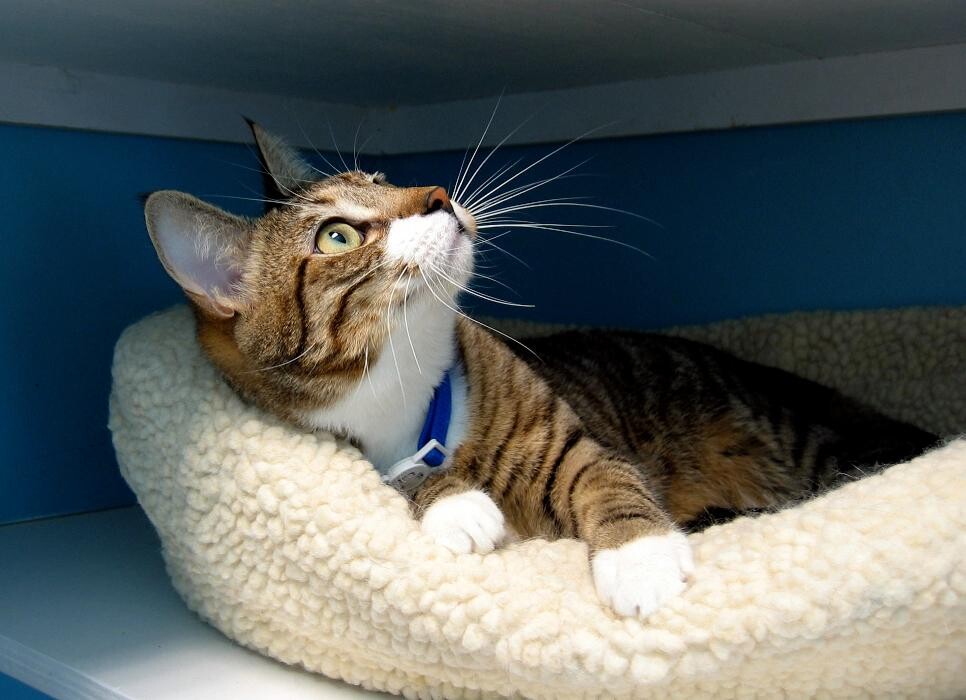 Images Cat Care of Vinings