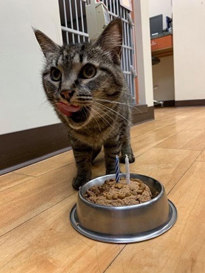 Images Cat Care of Vinings