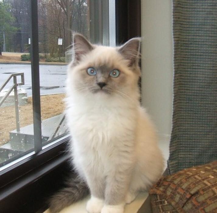 Images Cat Care of Vinings