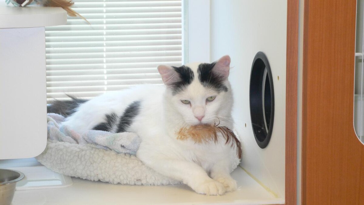 Images Cat Care of Vinings