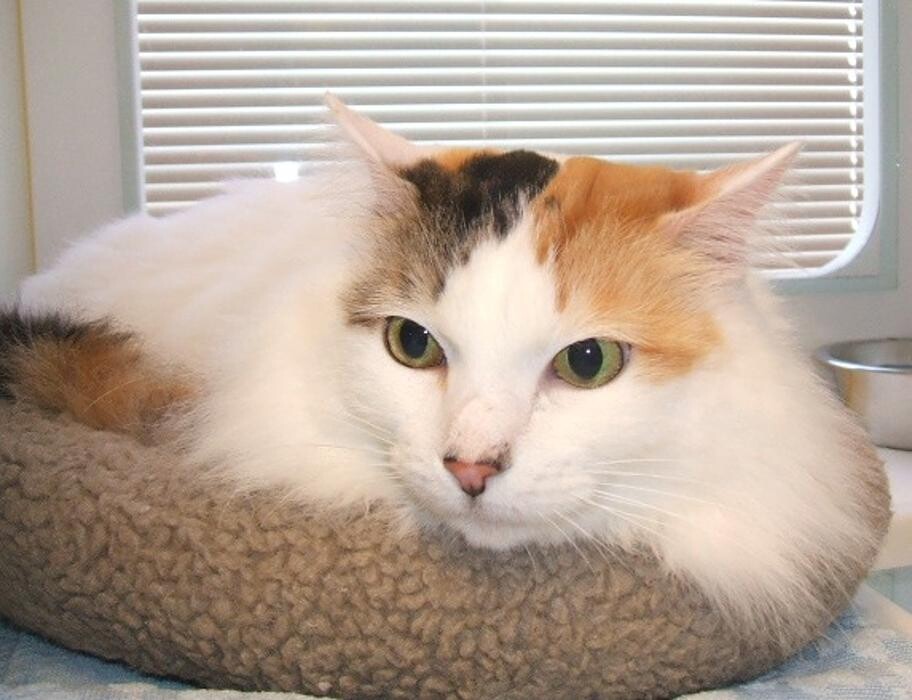 Images Cat Care of Vinings