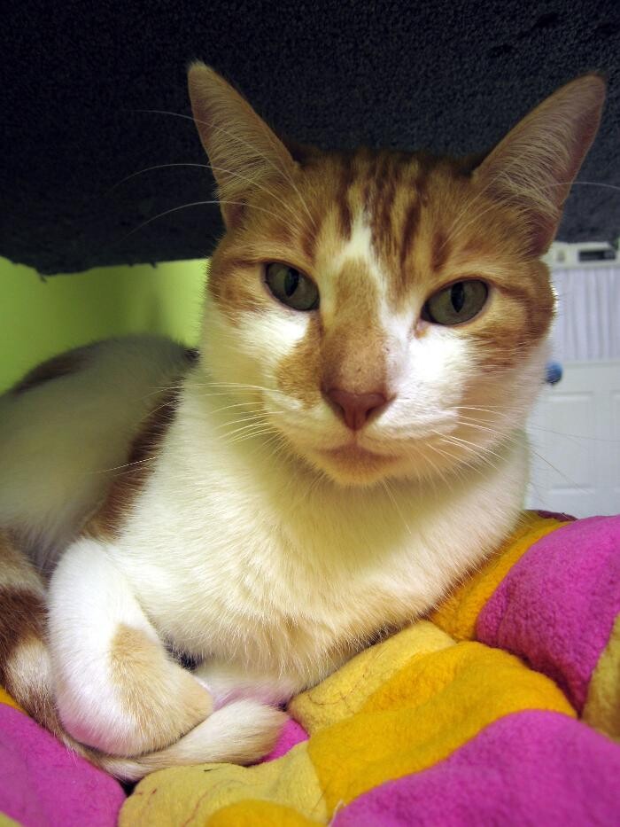 Images Cat Care of Vinings