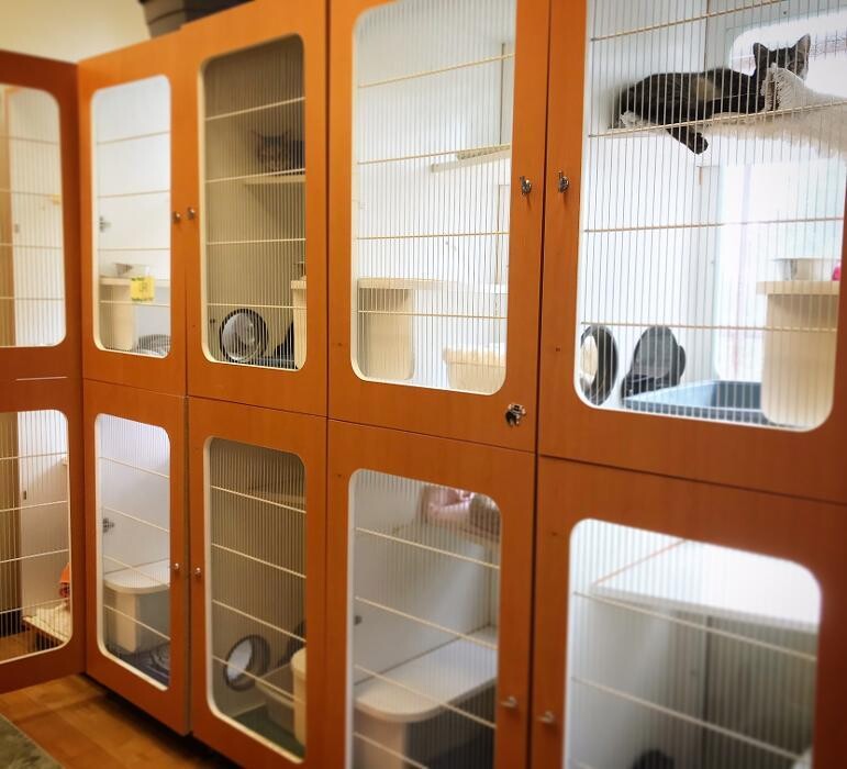 Images Cat Care of Vinings