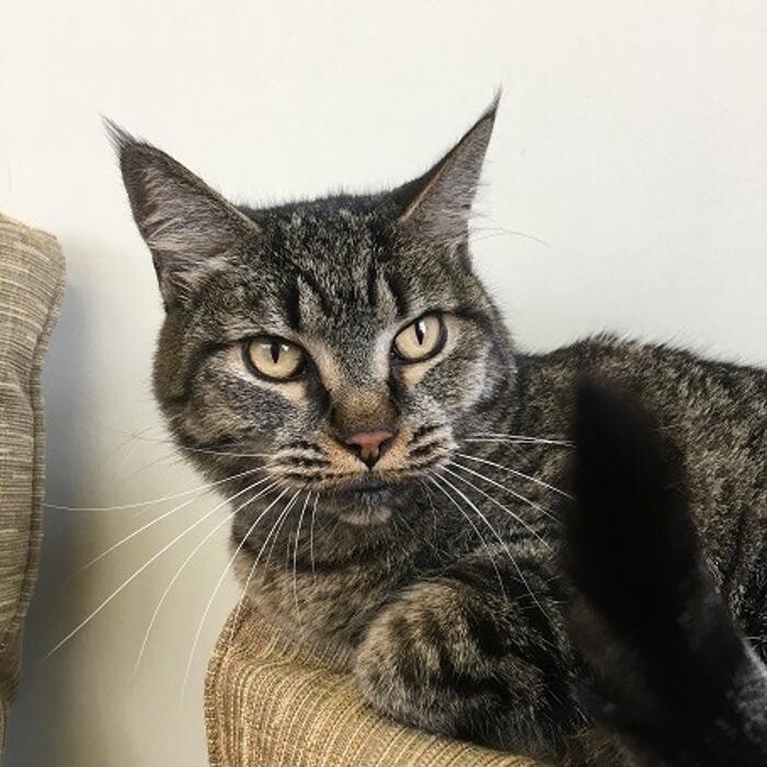 Images Cat Care of Vinings