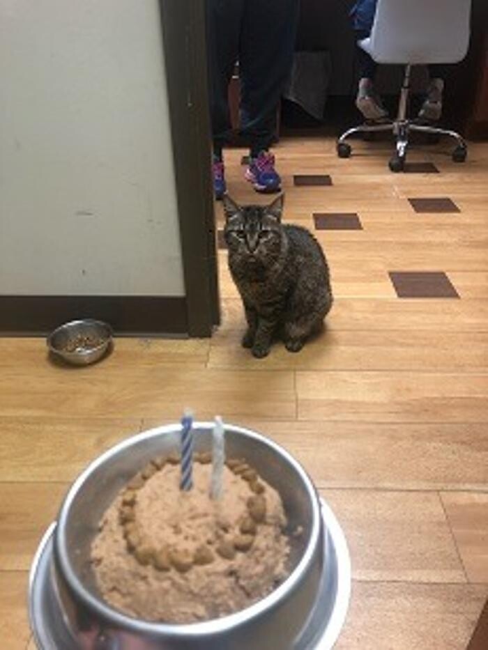 Images Cat Care of Vinings