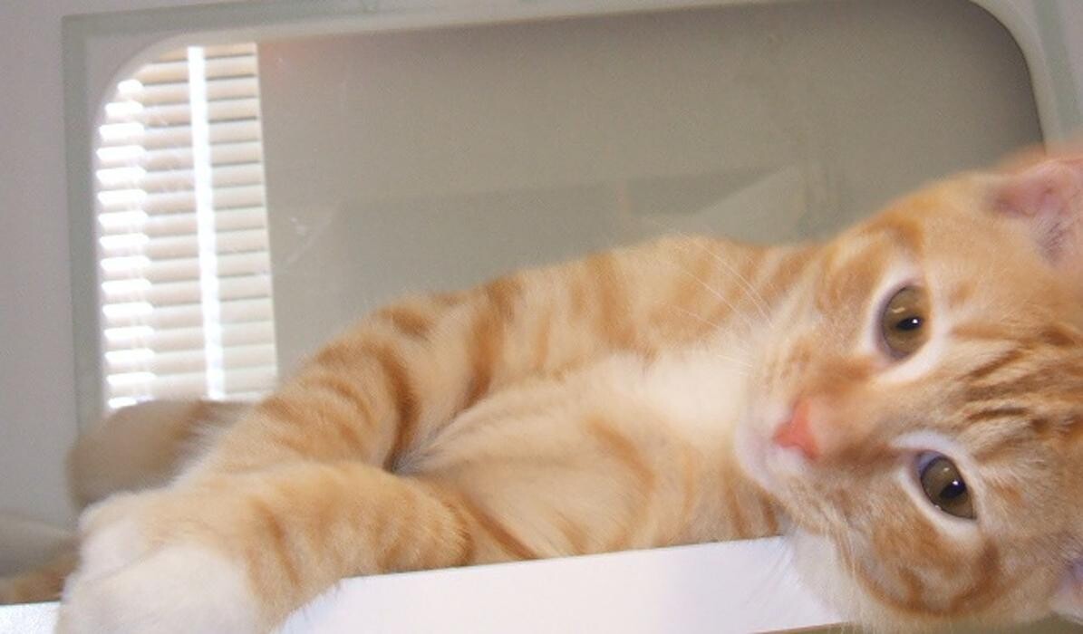 Images Cat Care of Vinings