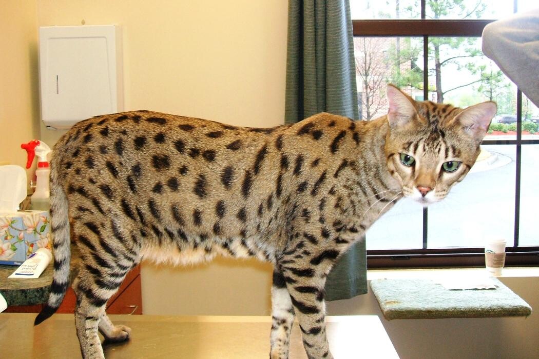 Images Cat Care of Vinings