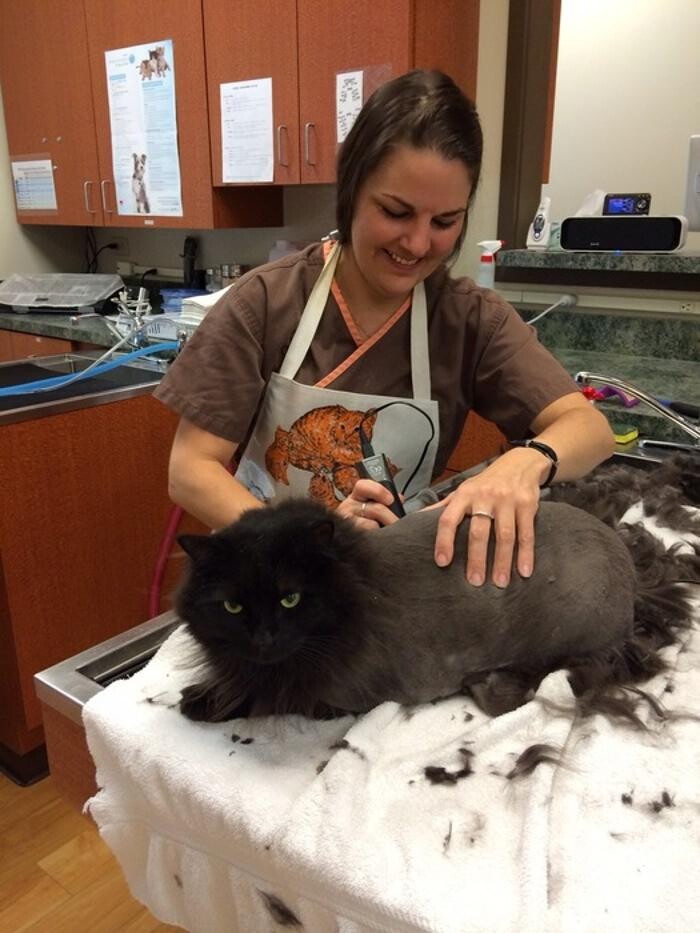 Images Cat Care of Vinings