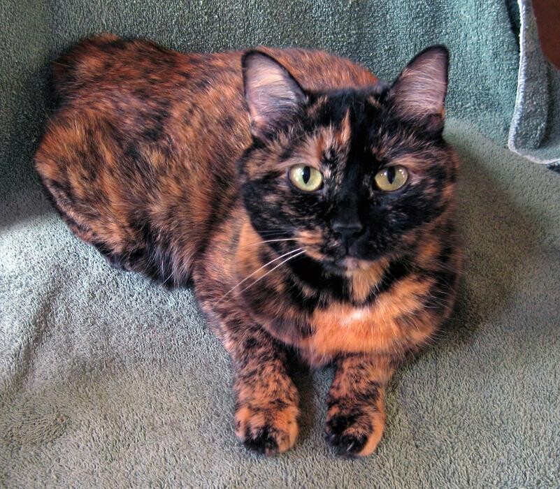 Images Cat Care of Vinings