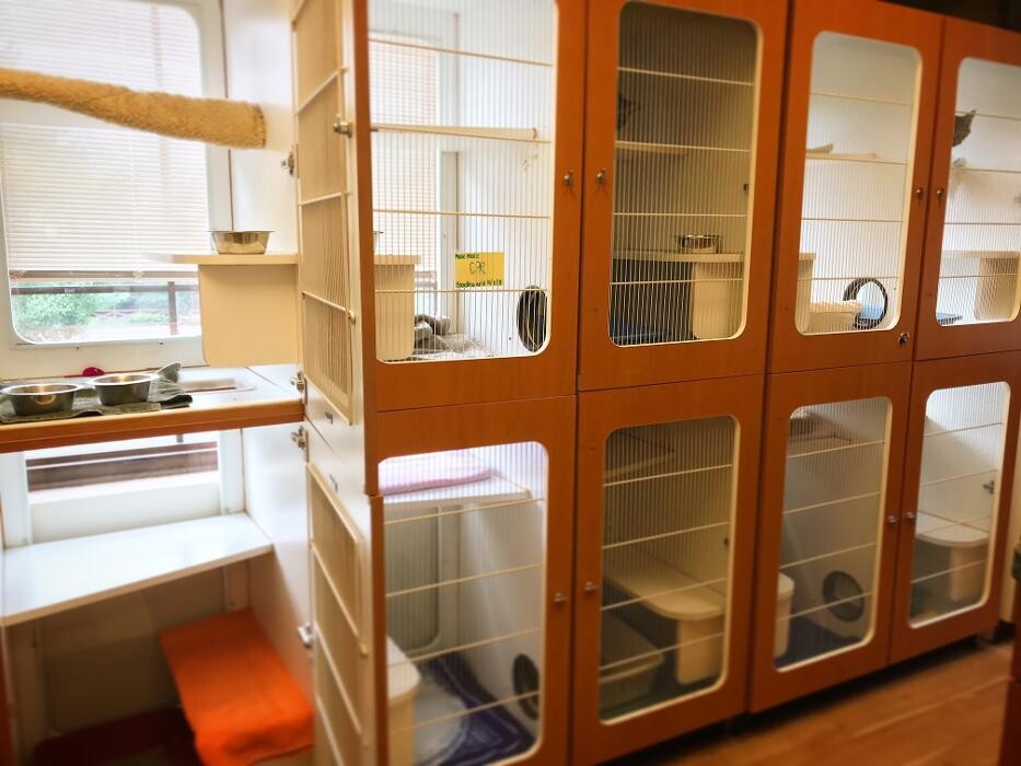 Images Cat Care of Vinings