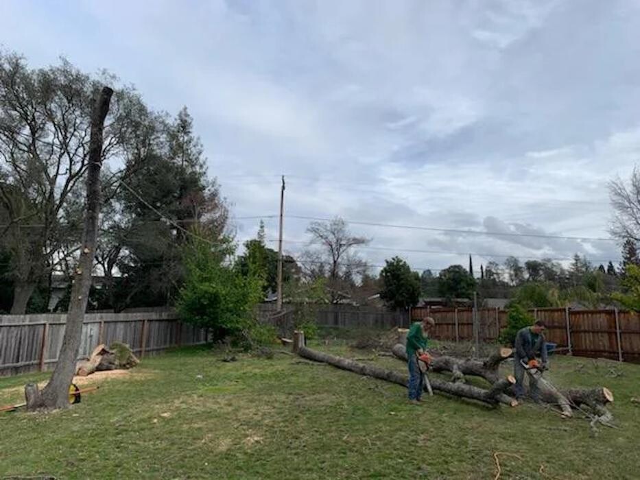 Images All Green Tree Service