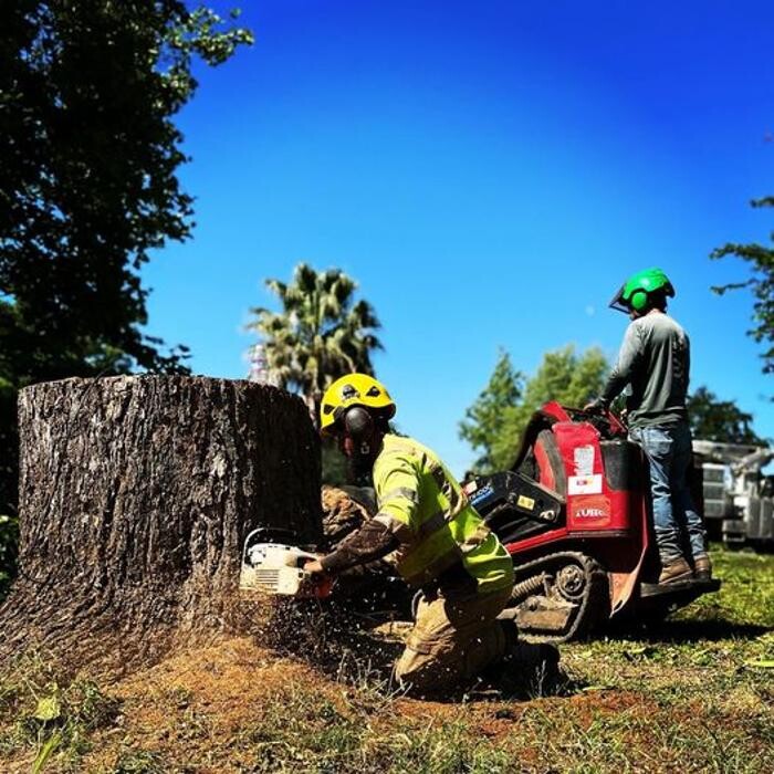 Images All Green Tree Service