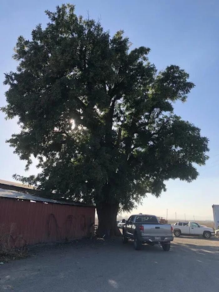 Images All Green Tree Service