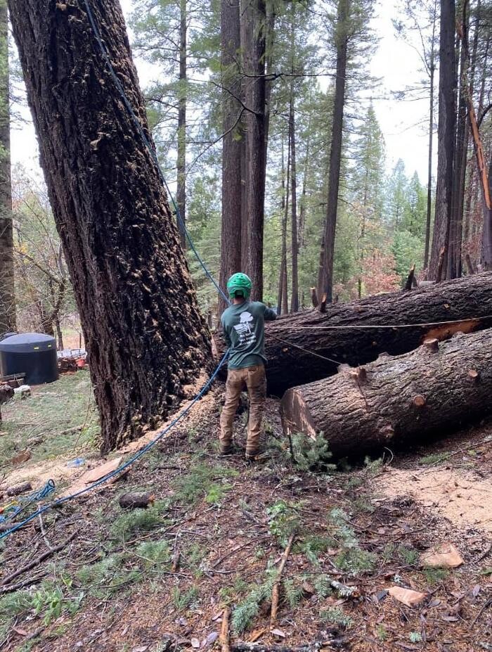 Images All Green Tree Service