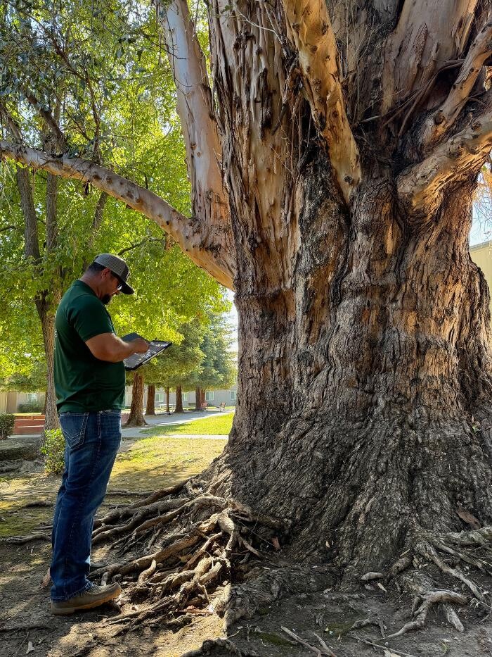 Images All Green Tree Service