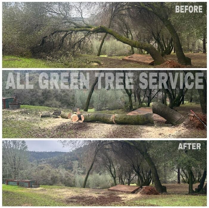 Images All Green Tree Service