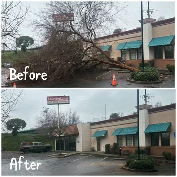 Images All Green Tree Service