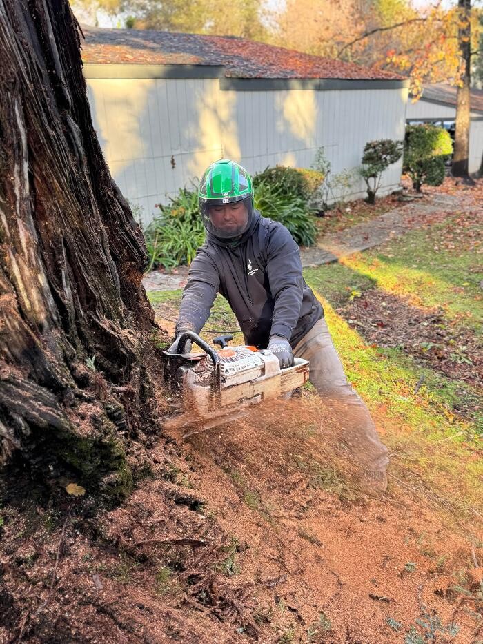 Images All Green Tree Service