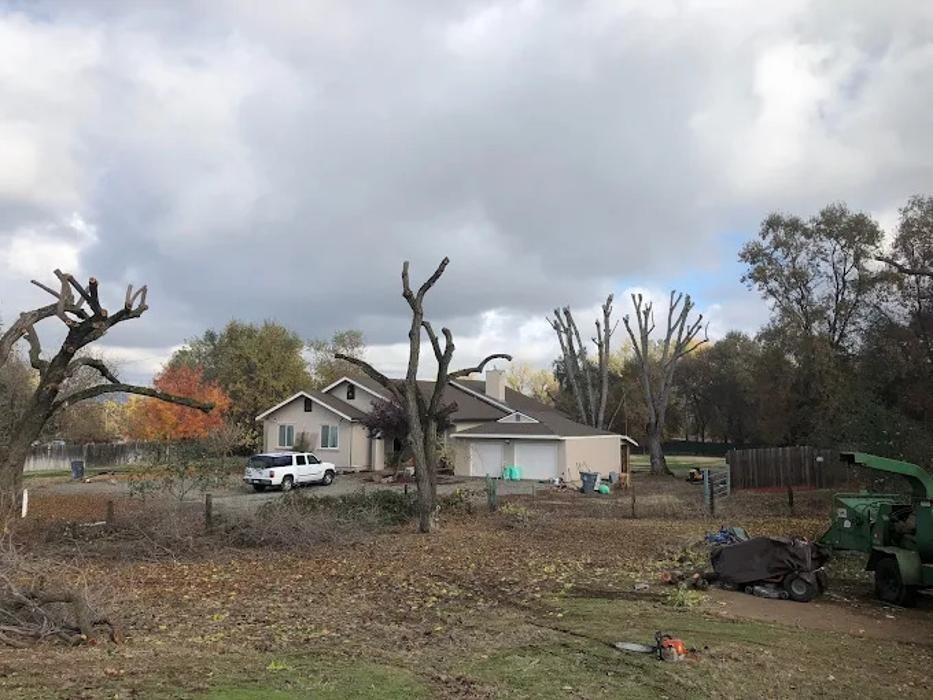 Images All Green Tree Service