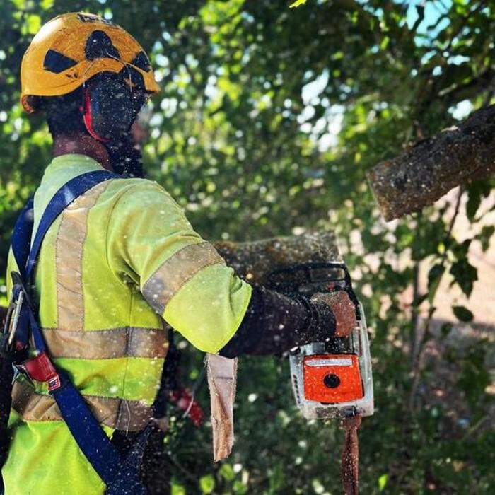 Images All Green Tree Service