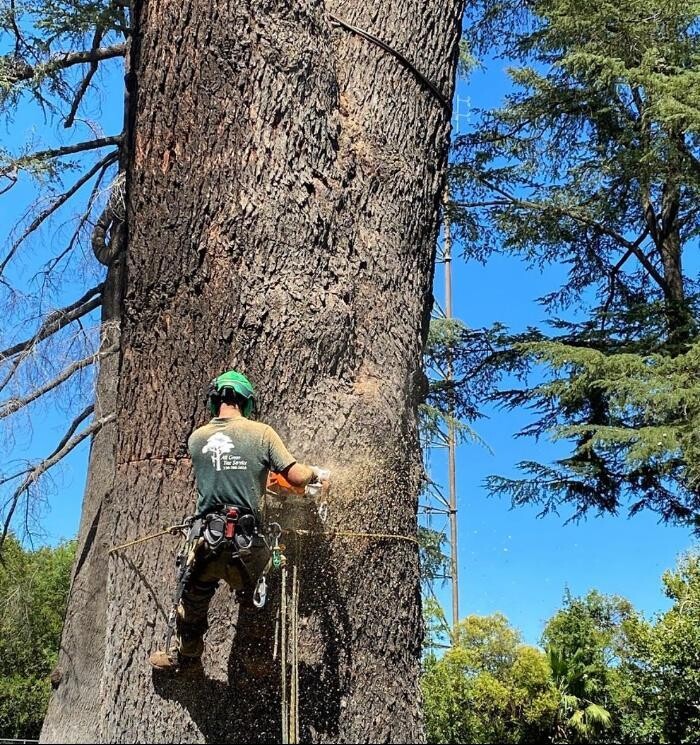 Images All Green Tree Service