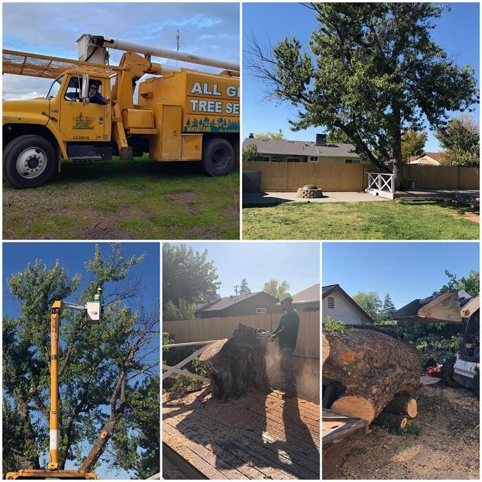 Images All Green Tree Service