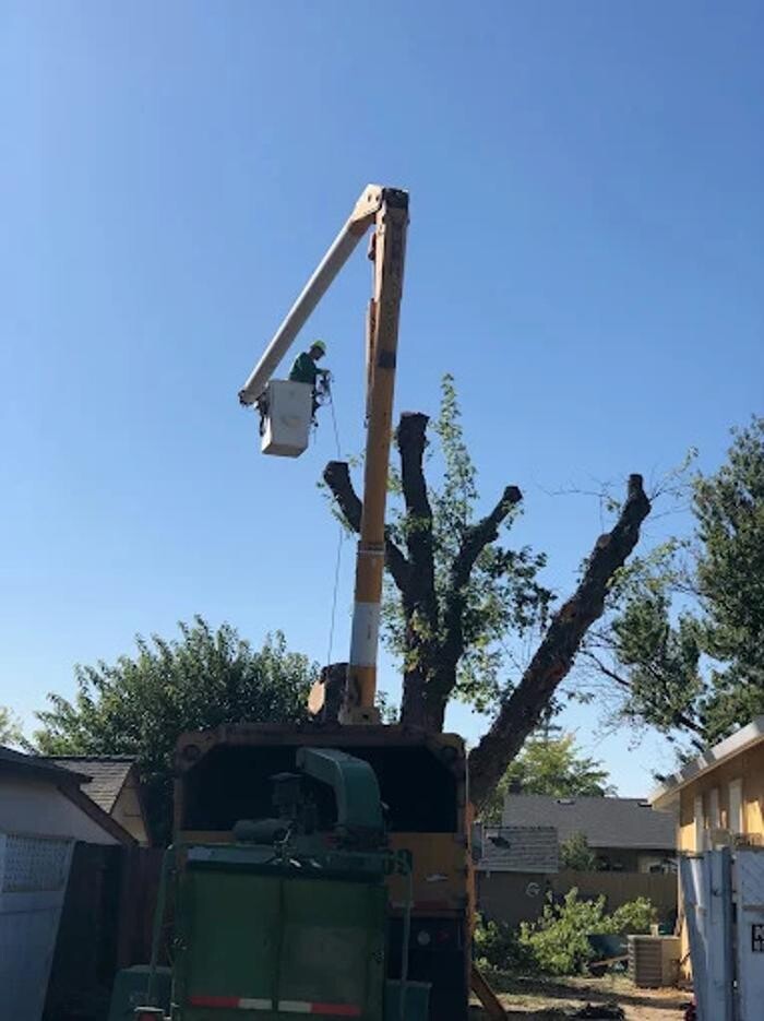 Images All Green Tree Service