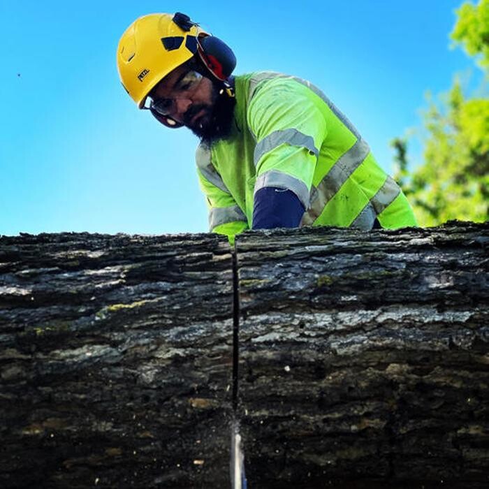 Images All Green Tree Service