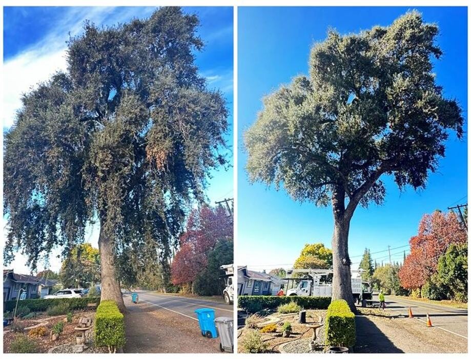 Images All Green Tree Service