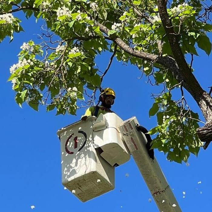 Images All Green Tree Service