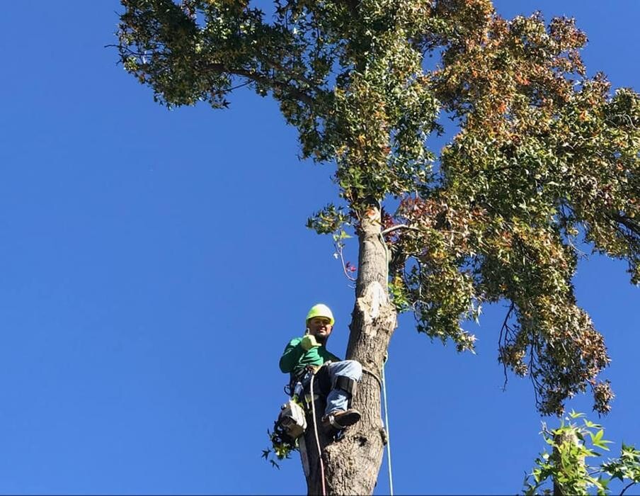 Images All Green Tree Service